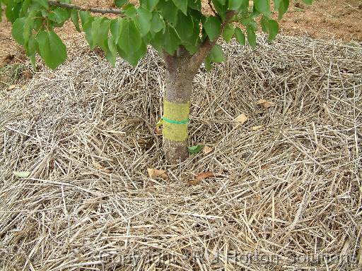 Banding Fruit 